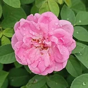 A damask rose in bloom