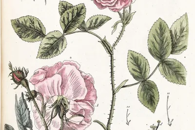 A hand-coloured botanical plate of the damask rose: two full pink flowers, leaves, a red hip, a seed and dissected flower parts, lettered 'Rosa Damascena' and 'Gemeine rothe Garten-Rose'.
