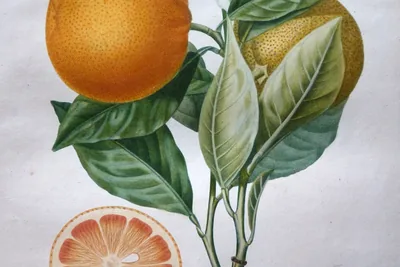 A hand-coloured plate of an orange branch with two fruits, white blossom and leaves, and a cut half showing pink-orange segments.