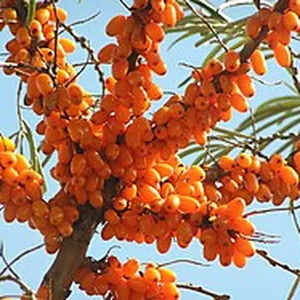 Sea buckthorn berries on the branch