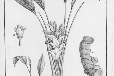 Engraved plate of the turmeric plant: broad leaves, a flower spike, the clustered rhizome below, and a separate flower and rhizome finger, labelled La Curcuma.