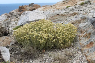 A cushion of yellow-flowered helichrysum on bare rock above the sea at Cap de Creus.