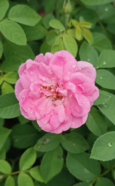 Rose Otto | The Rose That Never Grew From Seed