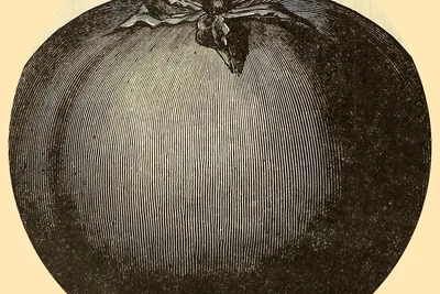 A finely line-engraved round tomato with its green calyx, in black and white.