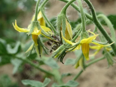 Tomato Seed | Golden Apples, Pressed for Their Seeds