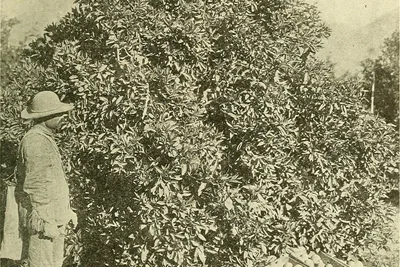 An old black-and-white photograph of a man in a wide hat beside a tall, dense orange tree, with a row of wooden crates of oranges at its foot.