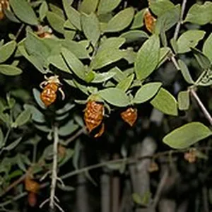 A jojoba shrub in fruit, Sonoran Desert