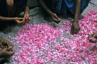 Hands sorting a heap of fresh pink rose petals spread on a woven tarp.