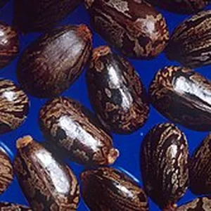 Castor seeds