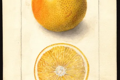 A watercolour of a whole yellow-orange orange above a cut half showing its pale segments, with handwritten notes in the corners.