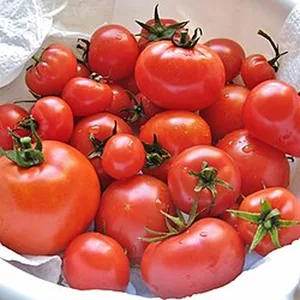 Ripe tomatoes