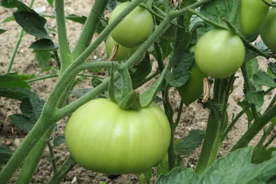 Several unripe green tomatoes, one broad and ribbed, hanging among hairy stems and leaves.