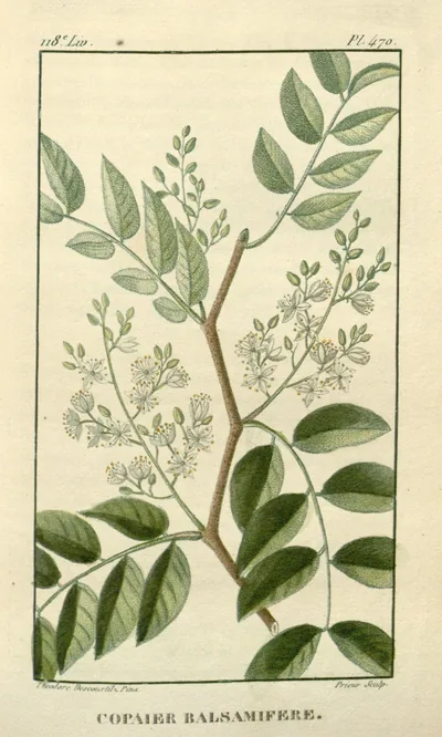 Copaiba