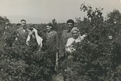 An old black-and-white photograph of five people standing chest-deep in a field of flowering rose bushes, the women with roses in their hair.