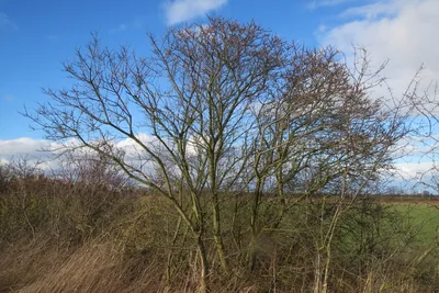 Bare winter sea buckthorn shrubs at the edge of a field under a blue sky.