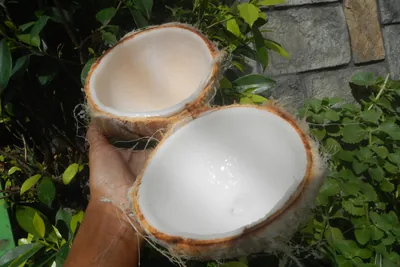 A hand holding the two halves of a split young coconut, each lined with glossy white flesh.