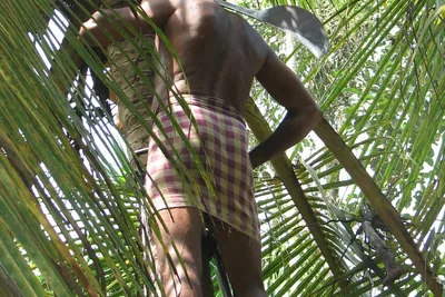 A man seen from behind, standing on a metal climbing frame high on a coconut palm, a machete at his shoulder, clusters of ripe orange coconuts above him.