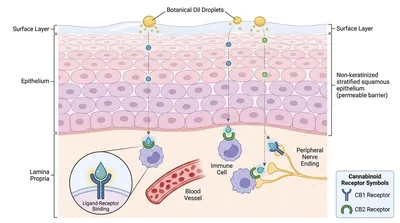 Cross section of vaginal skin tissue and cannabinoid receptor workings