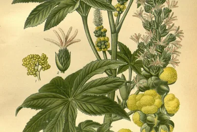 A colour plate of a castor branch: deeply lobed leaves, a spike of pink-tufted female flowers above yellow male flowers, and small dissected flower parts.