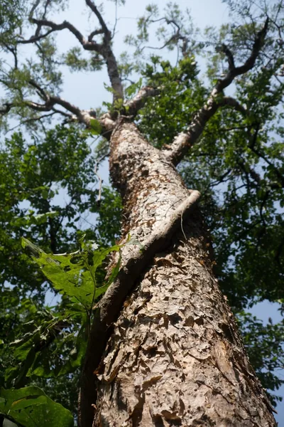 Frankincense | The Indian Tree Pliny Left Out