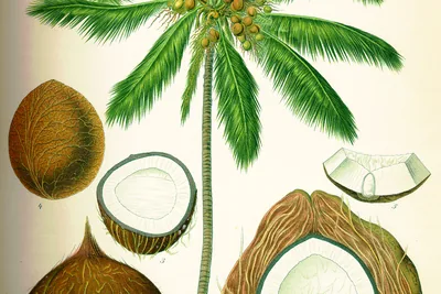 A colour plate of a coconut palm with its crown of fronds and fruit, beside a husked nut, a split nut showing white flesh, a whole fruit and a fruit cut to show the fibrous husk.