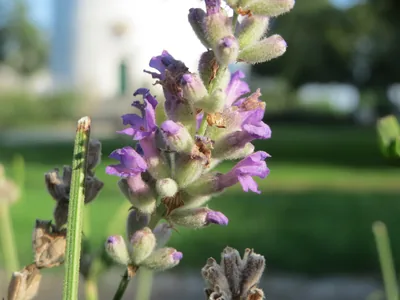 Lavender | Not the One the Greeks Knew