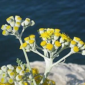 Helichrysum italicum (immortelle) in flower, Corsica