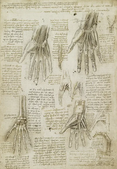 Ink studies of the human hand on one sheet: tendons and muscles over the palm and back, a skeleton hand, and dense handwritten notes.