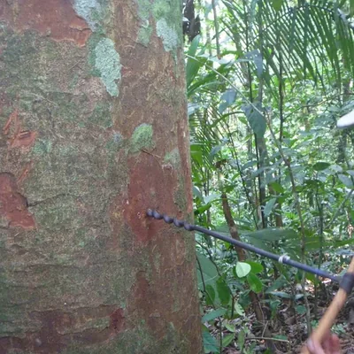 Drilling a copaiba tree