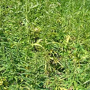 Hemp plants growing in a field