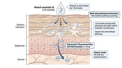 Cross-section of skin showing the stratum corneum, epidermis and dermis, with a terpene opening the lipid route between the corneocytes.
