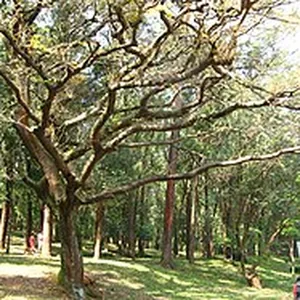 A copaíba tree spreading over a São Paulo park
