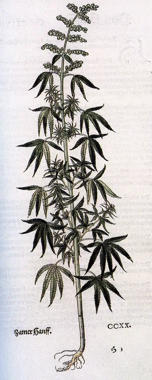 Hemp botanical drawing dated 1535
