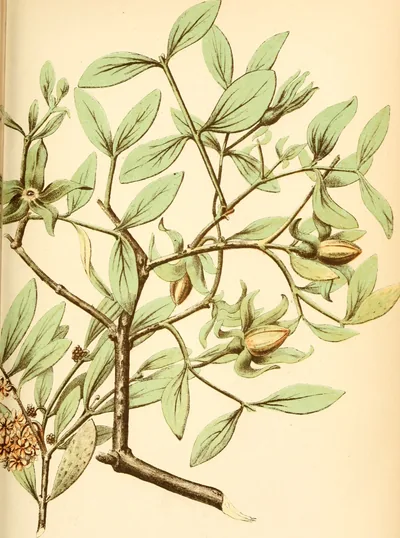 Jojoba plant - California Academy of Sciences
