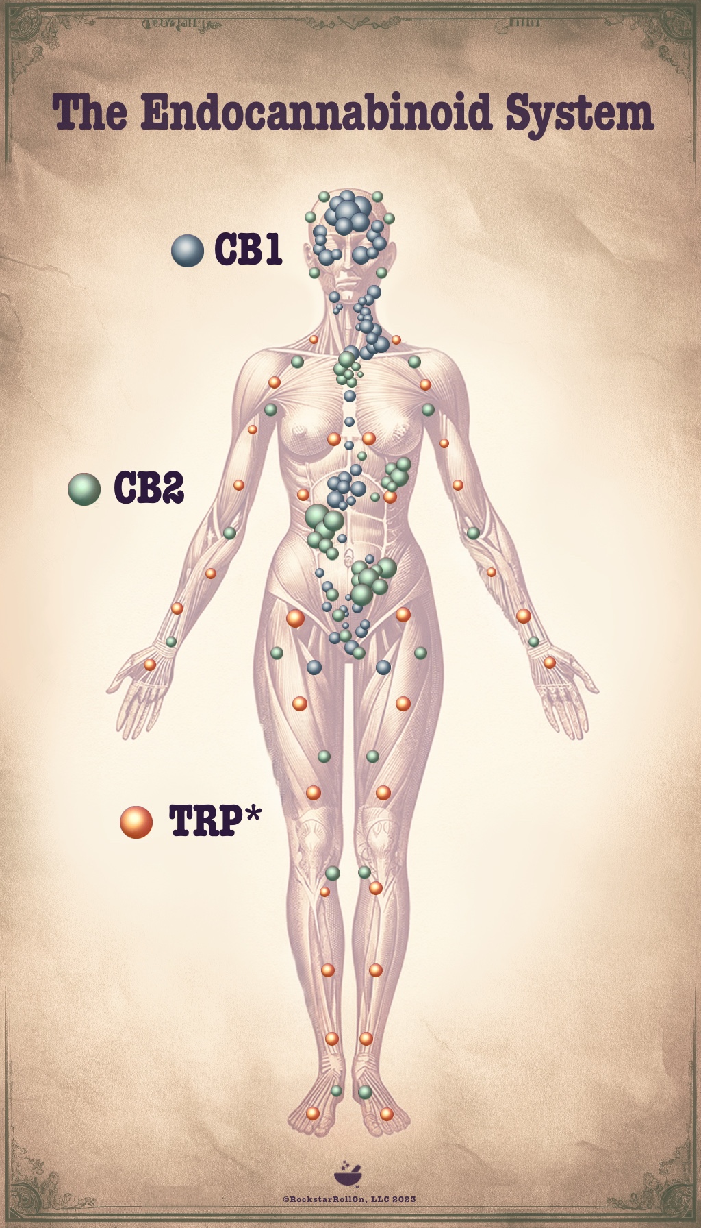 Map of The Endocannabinoid System | Rockstar Woman map of the endocannabinoid system